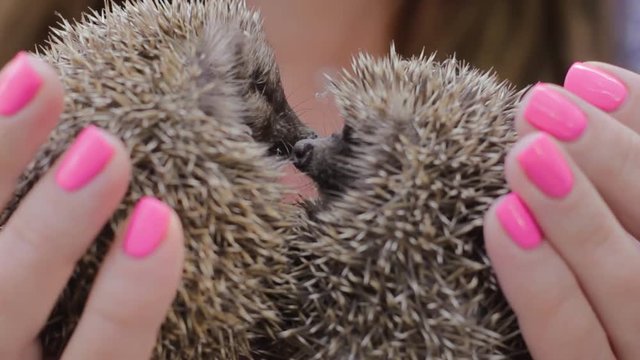 Two tiny hedgehogs touching noses on women's palms. The girl is holding a cowardly prickly mammals