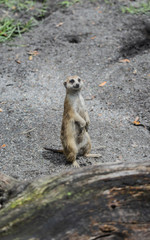 Meerkat [DSC_3329]