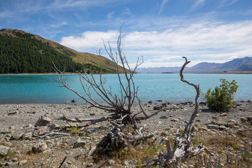 Driftwood tree on the shore of Lake Tekapo, south island New Zealand