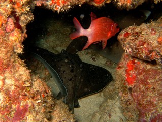 Plongée Laquedives