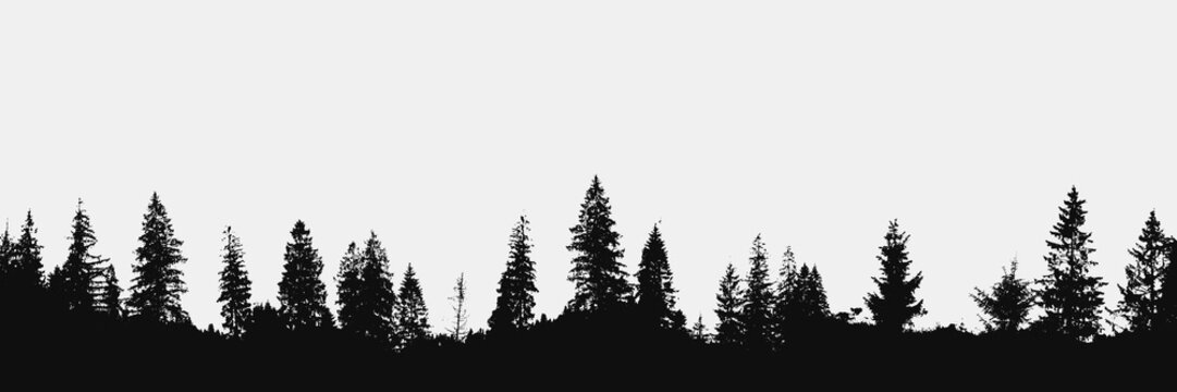 realistic forest silhouette on white background.View to panorama of trees.Vector nature design