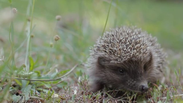 Tiny hedgehog on the clearing creeps uncertainly. Cute prickly pet is looking for something