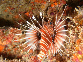 Plongée Laquedives