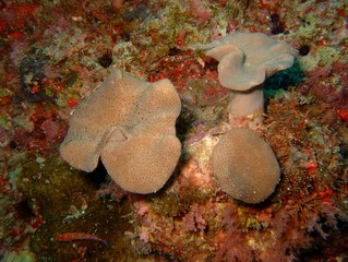 Plongée Laquedives