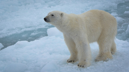 Naklejka na ściany i meble Polar Bear on ice