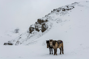 Horses on the Thorong La pass, Nepal.