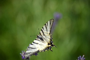Segelfalter vor grünem Hintergrund