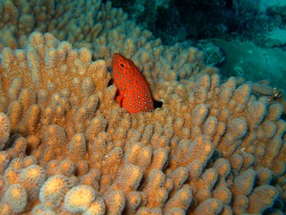 Plongée Laquedives