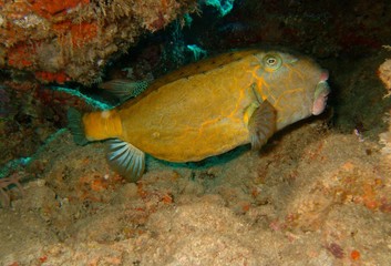 Plongée Laquedives