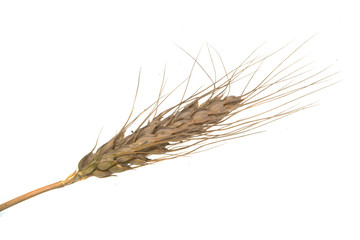 wheat isolated on white background