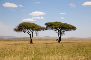 Afrikanische Steppe