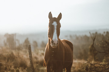 CABALLO