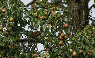 birds stealing fruit