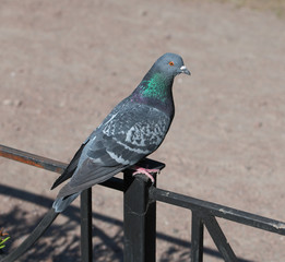 Resting Rock Pigeon