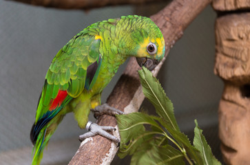 Parrot