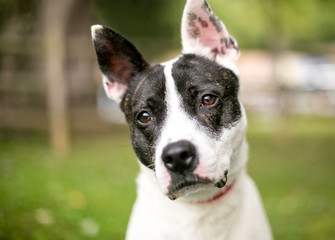 A brindle and white mixed breed dog with large upright ears, listening with a head tilt