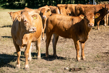 Cattle farm. Organic production. Milk and  meat. Healthy cows. Bright summer day