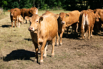 Naklejka na ściany i meble Young calf outdoor surrounded by other cows