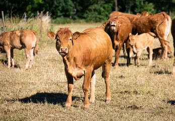 Naklejka na ściany i meble A small calf on a cow farm looks at the camera