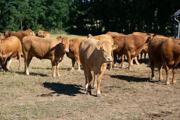 A cow facing the camera in a herd