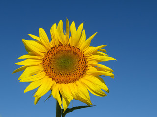 Blooming sunflower isolated on clear blue sky