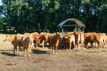 Cattle farm. Organic production. Milk and  meat. Healthy cows. Bright summer day. Cow in the pasture