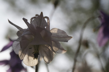 Blüte