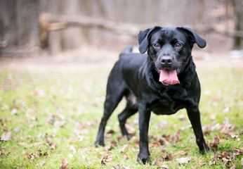 A black Labrador Retriever dog with a happy expression