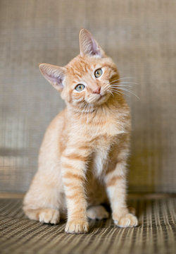 Cat Head Tilt Images – Browse 1,354 Stock Photos, Vectors, and Video |  Adobe Stock