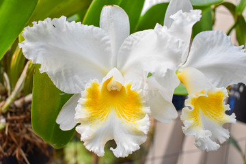 Fototapeta na wymiar Orquídea blanca con amarillo