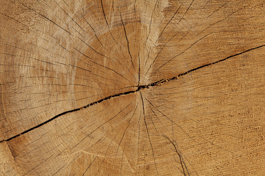 Tron&ccedil;on d'arbre