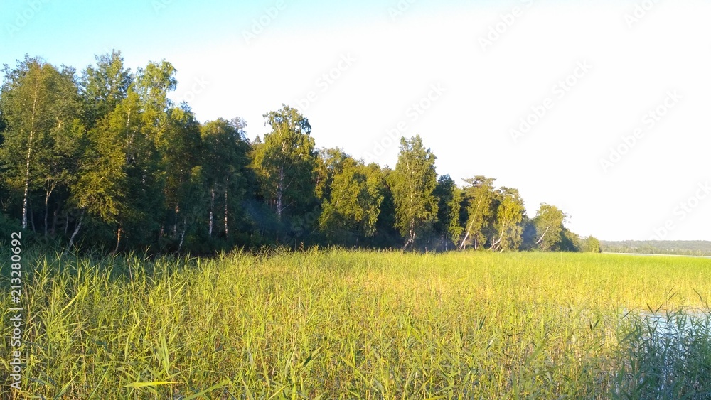 Wall mural russian lake and forest and grass