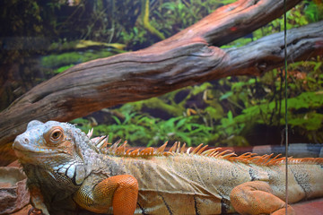 Iguana is a genus of herbivorous lizards that are native to tropical areas of Mexico, Central America, South America, and the Caribbean. Red iguana in the aquarium, close-up.