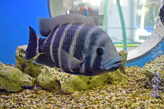 Predatory fish under the water in the aquarium. Placidochromis phenochilus is a species of cichlid endemic to the northern parts of Lake Malawi.