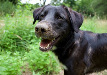 Chien truffe pleine de terre