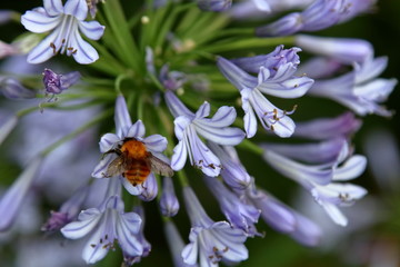 ape impollina fiori viola
