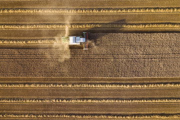 A combine harvester is harvesting grain crops on a cornfield in the evening sun seen from above
