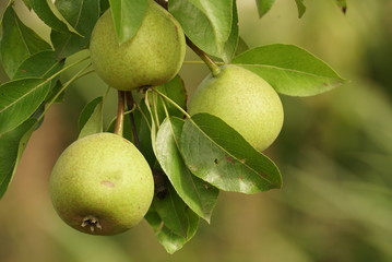 Branch with green pears on a tree in summer. 