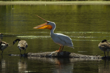 Yawning pelican