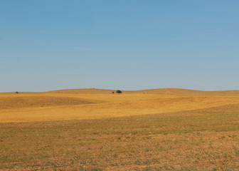 Obraz premium Harvest feild