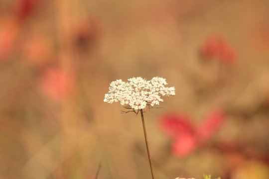 Flor Cicuta