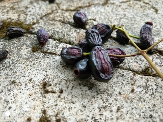 Java plum 