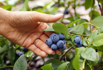 Feminine hand presents beautiful blueberry fruit.