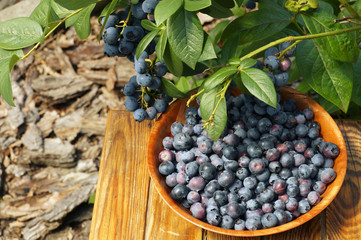 Freshly harvested blueberry fruit in a wooden bowl.