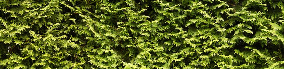 A wall of green, hedge with thuja.