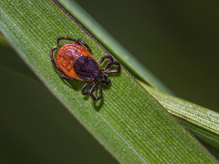 Ixodida