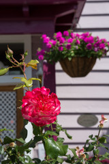 Fototapeta na wymiar Rose in full bloom in Akaroa, New Zealand