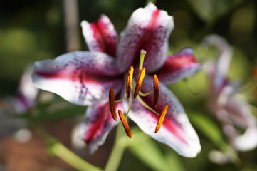 Stargazer Lily