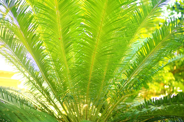 Obraz na płótnie Canvas Palm trees in the tropics