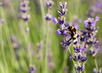 Bumble bee in lavender flower